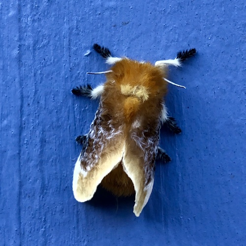 Southern Flannel Moth