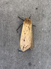 Pyrrharctia isabella