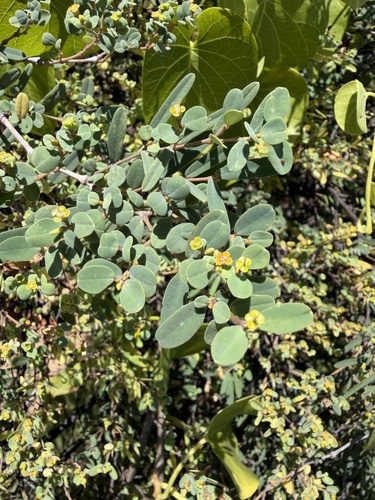 Euphorbia articulata, 2026-06-16