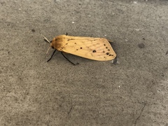 Pyrrharctia isabella
