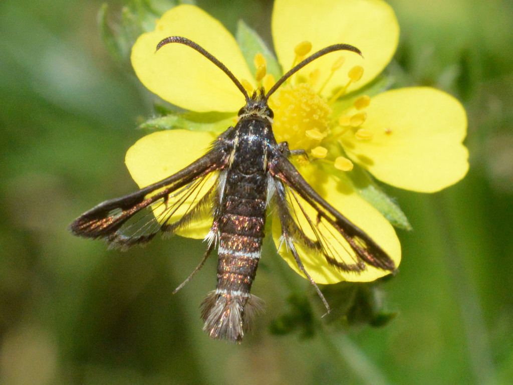 rockrose clearwing