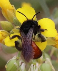 Andrena prima