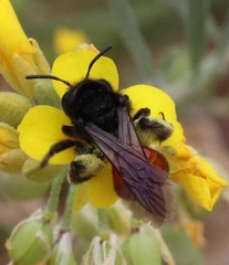 Andrena prima