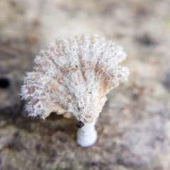 Schizophyllum commune