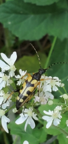 Spotted Longhorn Beetle