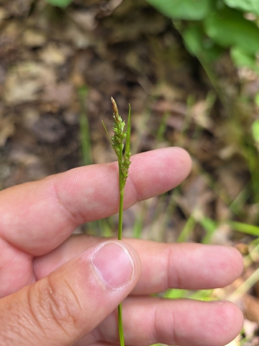 Carex communis, photograph 5