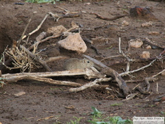 Microcavia australis