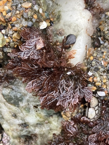 Plocamium violaceum observed 2026-06-19
