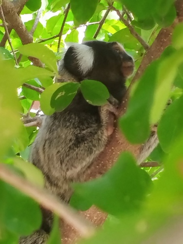 Common Marmoset
