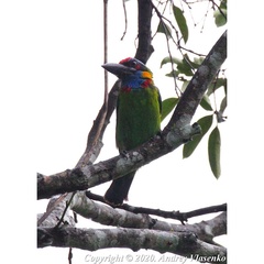 Psilopogon rafflesii