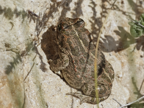 African Green Toad
