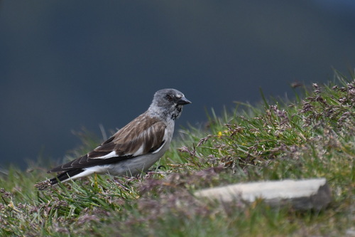 Gorrión alpino (Montifringilla nivalis)