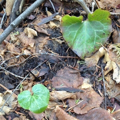 Asarum hartwegii