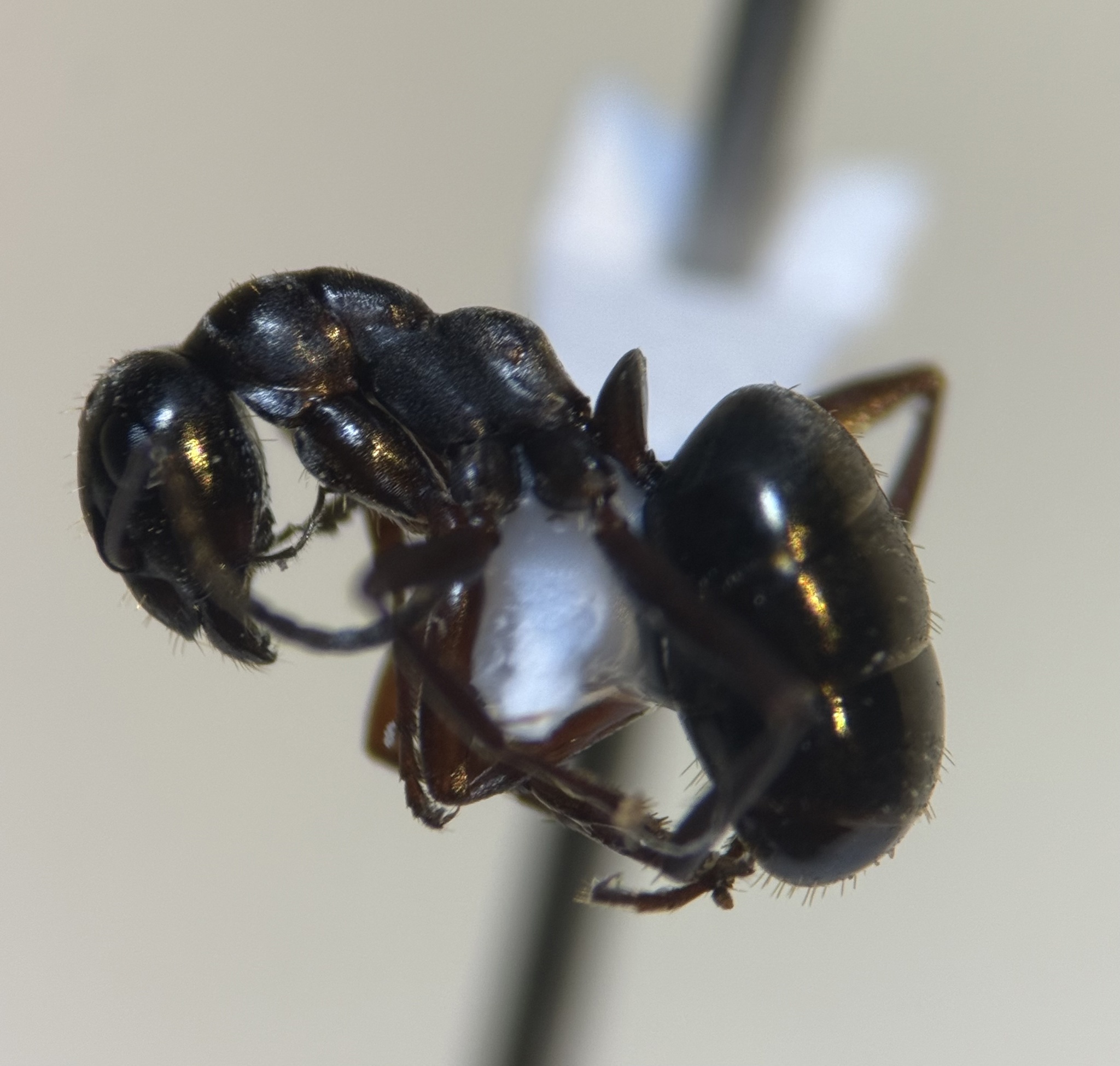 Formica hewitti