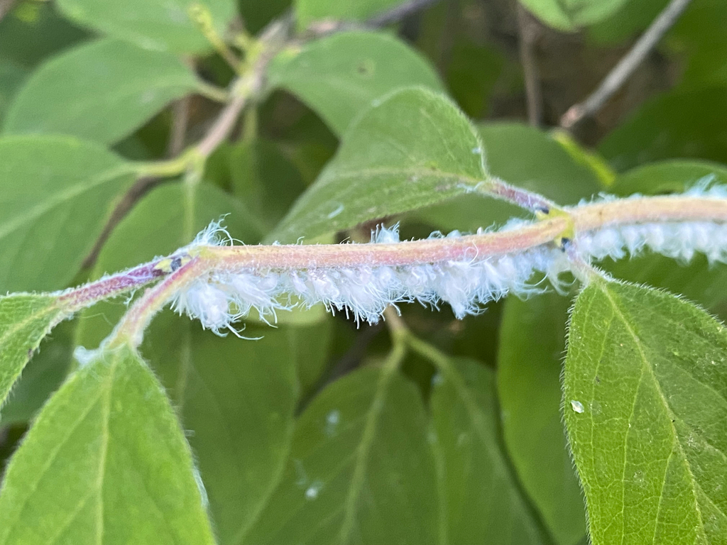 Aphid