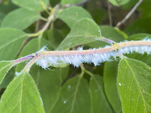 Aphid