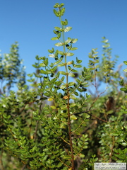Larrea nitida