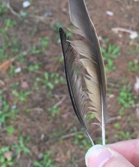 Motacilla alba