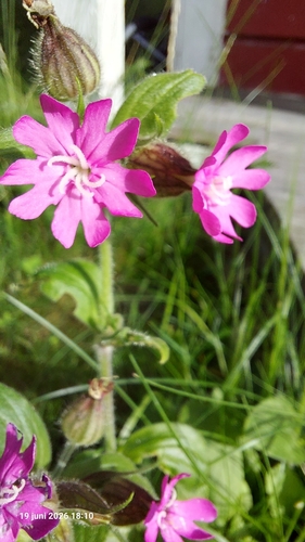 red campion