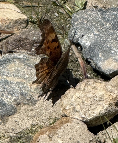 iNaturalist observation photo of Hoary Comma