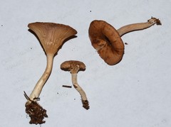 Rhizocybe
