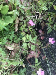 Geranium robertianum