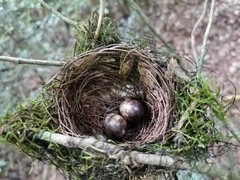 Cercotrichas signata