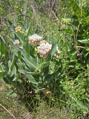 Asclepias hallii, photograph (c) netgazernine, some rights reserved (CC BY)