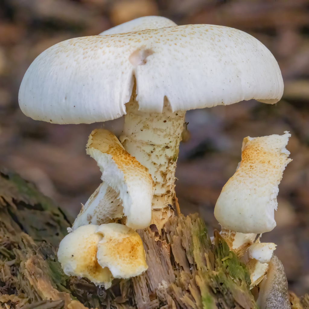 Giant Sawgill · June 2026 · photo: Photo: (c) Dan Vickers, some rights reserved (CC BY) · iNaturalist