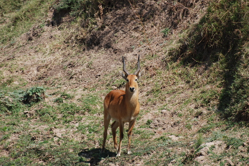 Puku