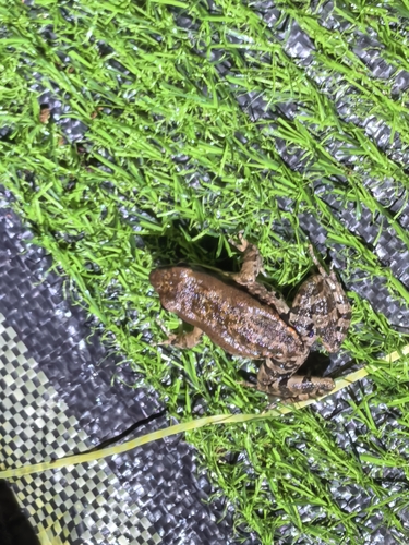 LaTouche's Frog