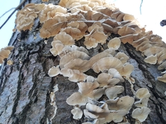 Trametes versicolor