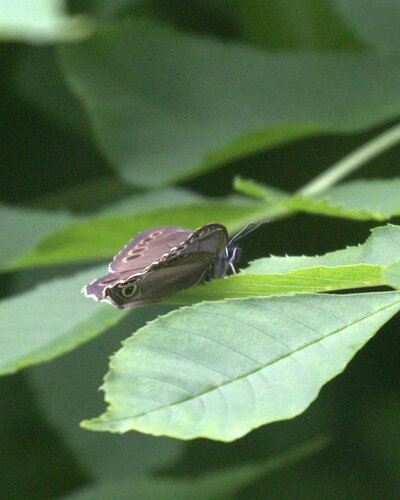 Woodland Brown