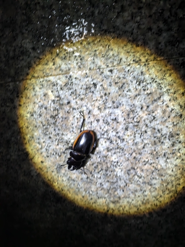 Golden Stag Beetle