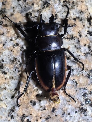 Odontolabis cuvera sinensis