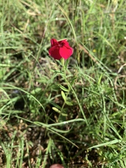 Linum grandiflorum