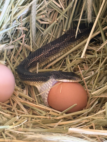 Western Ratsnake