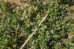 Valerianella muricata