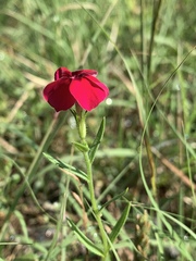Linum grandiflorum