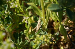 Valerianella muricata