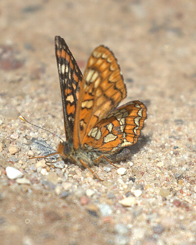 Scarce Fritillary
