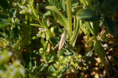 Valerianella muricata