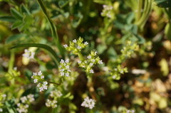 Valerianella muricata