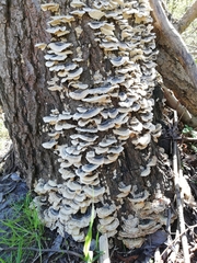 Trametes versicolor
