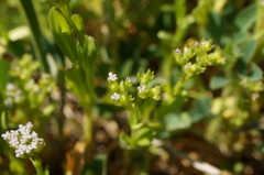 Valerianella muricata