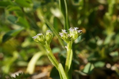 Valerianella muricata