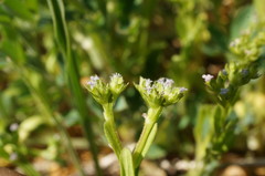 Valerianella muricata