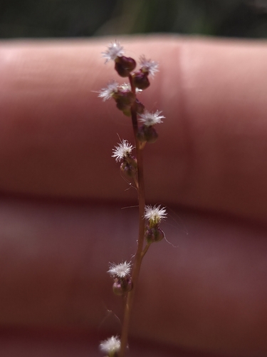 marsh arrowgrass