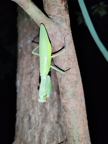 Giant Asian Mantis