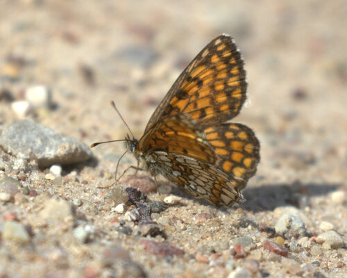Heath Fritillary